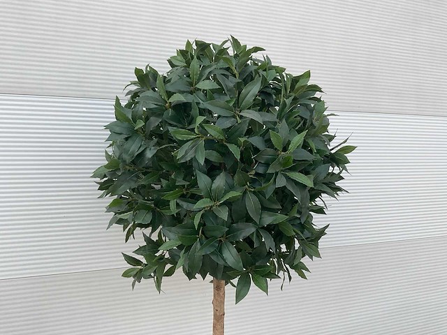 Kunst laurierboom in pot - afbeelding 3 van  4
