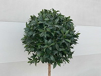 Kunst laurierboom in pot - afbeelding 3 van  4