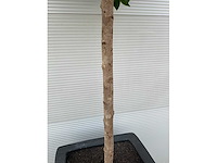 Kunst laurierboom in pot - afbeelding 4 van  4