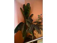 Kunst (palm) plant (3x) - afbeelding 3 van  4