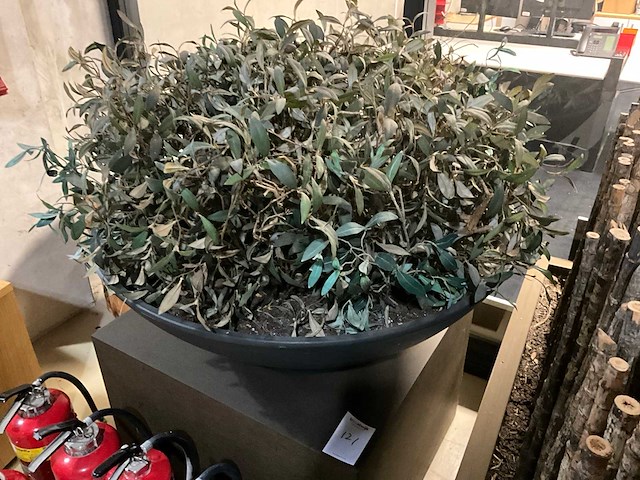 Kunst plant olijf met pot op presentatie kubus - afbeelding 2 van  5