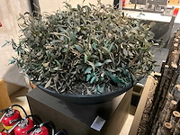 Kunst plant olijf met pot op presentatie kubus - afbeelding 2 van  5