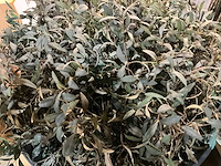 Kunst plant olijf met pot op presentatie kubus - afbeelding 3 van  5