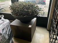 Kunst plant olijf met pot op presentatie kubus - afbeelding 1 van  5