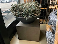 Kunst plant olijf met pot op presentatie kubus - afbeelding 2 van  5