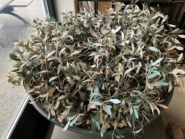 Kunst plant olijf met pot op presentatie kubus - afbeelding 3 van  5