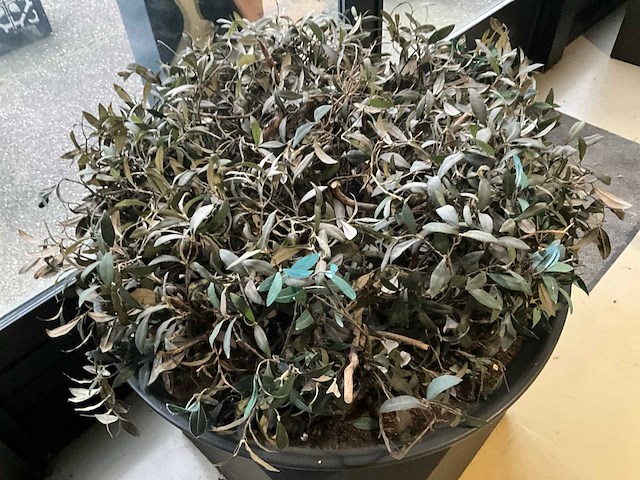 Kunst plant olijf met pot op presentatie kubus - afbeelding 3 van  5