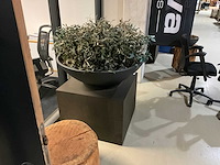 Kunst plant olijf met pot op presentatie kubus - afbeelding 2 van  5