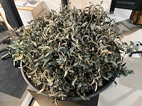 Kunst plant olijf met pot op presentatie kubus - afbeelding 3 van  5