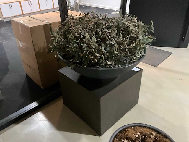 Kunst plant olijf met pot op presentatie kubus - afbeelding 2 van  5