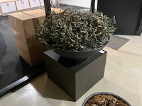 Kunst plant olijf met pot op presentatie kubus - afbeelding 2 van  5