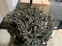 Kunst plant olijf met pot op presentatie kubus - afbeelding 3 van  5