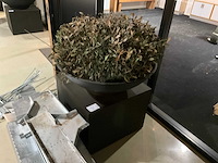 Kunst plant olijf met pot op presentatie kubus - afbeelding 2 van  5