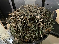 Kunst plant olijf met pot op presentatie kubus - afbeelding 3 van  5