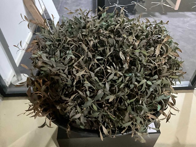 Kunst plant olijf met pot op presentatie kubus - afbeelding 3 van  5