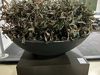 Kunst plant olijf met pot op presentatie kubus - afbeelding 4 van  5