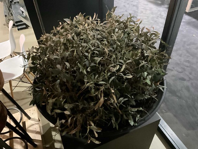 Kunst plant olijf met pot op presentatie kubus - afbeelding 3 van  5