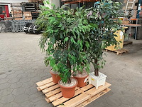 Kunst planten in pot (4x) - afbeelding 1 van  4