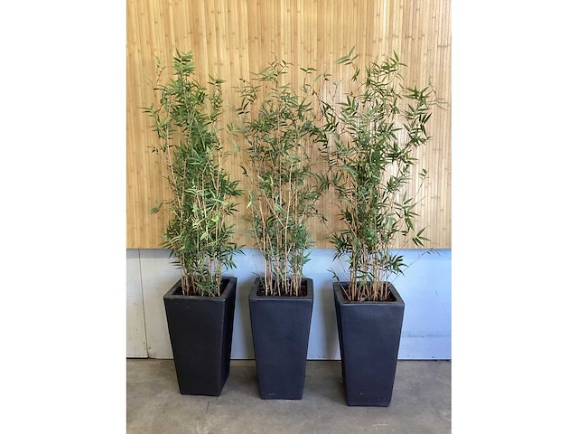 Kunstbamboe in pot (3x) - afbeelding 1 van  2