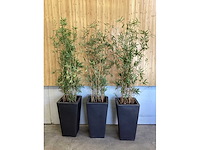 Kunstbamboe in pot (3x) - afbeelding 1 van  2