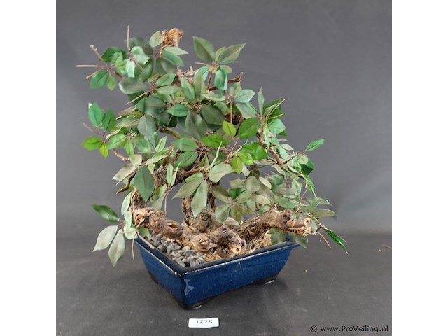 Kunstbonsai in geglazuurde keramische pot - afbeelding 1 van  5