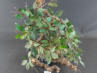 Kunstbonsai in geglazuurde keramische pot - afbeelding 2 van  5