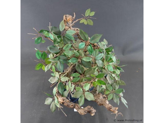 Kunstbonsai in geglazuurde keramische pot - afbeelding 3 van  5