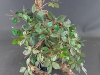 Kunstbonsai in geglazuurde keramische pot - afbeelding 3 van  5