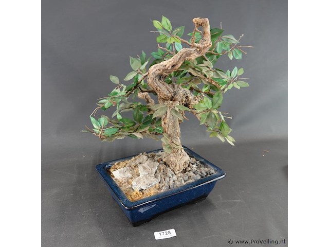 Kunstbonsai in geglazuurde keramische pot - afbeelding 5 van  5