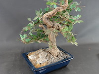 Kunstbonsai in geglazuurde keramische pot - afbeelding 5 van  5