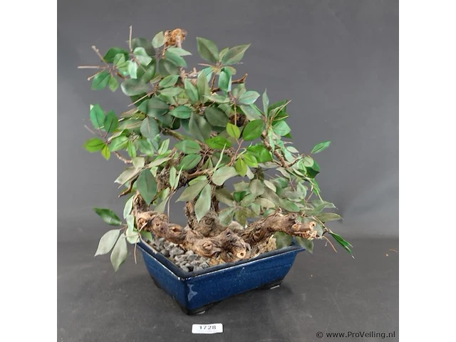 Kunstbonsai in geglazuurde keramische pot - afbeelding 1 van  5