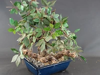 Kunstbonsai in geglazuurde keramische pot