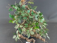 Kunstbonsai in geglazuurde keramische pot - afbeelding 2 van  5