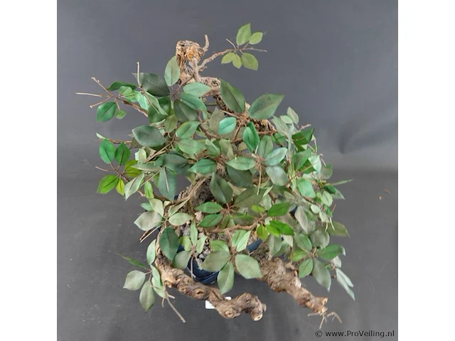 Kunstbonsai in geglazuurde keramische pot - afbeelding 3 van  5