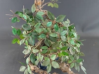 Kunstbonsai in geglazuurde keramische pot - afbeelding 3 van  5