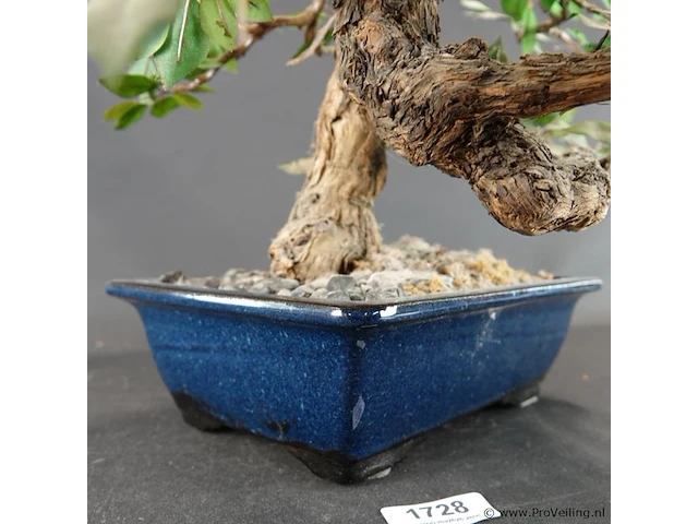 Kunstbonsai in geglazuurde keramische pot - afbeelding 4 van  5