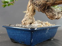 Kunstbonsai in geglazuurde keramische pot - afbeelding 4 van  5