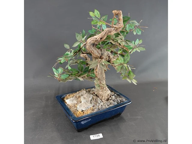 Kunstbonsai in geglazuurde keramische pot - afbeelding 5 van  5