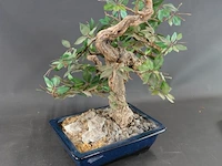 Kunstbonsai in geglazuurde keramische pot - afbeelding 5 van  5