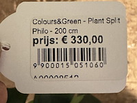 Kunstboom in pot colours&green, split philo - afbeelding 3 van  5
