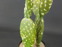 Kunstcactus - afbeelding 4 van  5