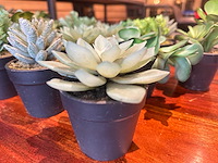 Kunstmatige vetplant in pot (21x) - afbeelding 1 van  4