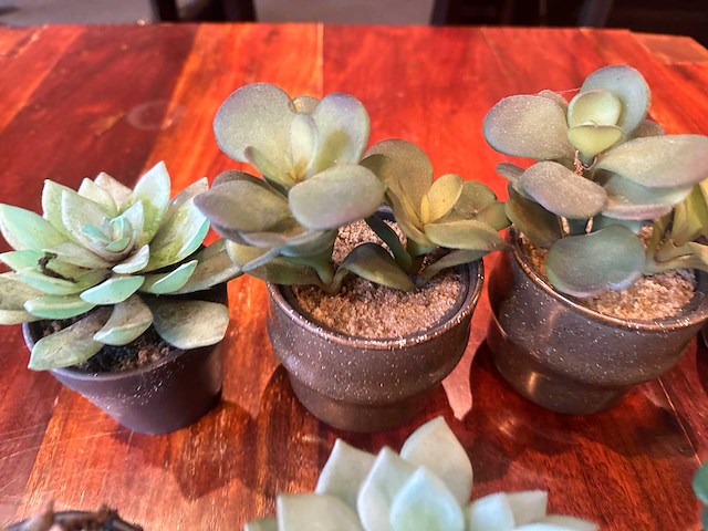 Kunstmatige vetplant in pot (21x) - afbeelding 4 van  4