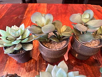 Kunstmatige vetplant in pot (21x) - afbeelding 4 van  4