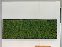 Kunstmos in lijst - afbeelding 3 van  3