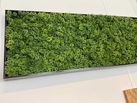 Kunstmos in lijst - afbeelding 1 van  3