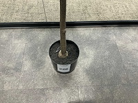 Kunstolijfboom - afbeelding 3 van  3