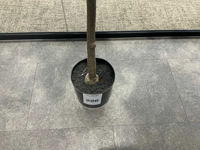 Kunstolijfboom - afbeelding 3 van  3