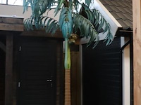 Kunstpalm in pot - ø 56cm x 280cm (h) - afbeelding 1 van  5