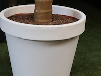 Kunstpalm in pot - ø 56cm x 280cm (h) - afbeelding 2 van  5